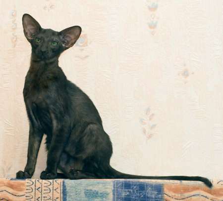 Oriental black male kitten