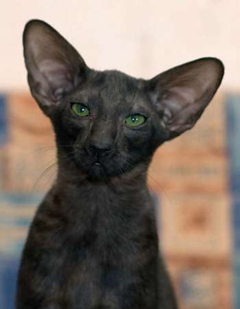 Oriental black male kitten