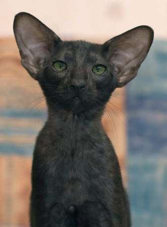 Oriental black female kitten