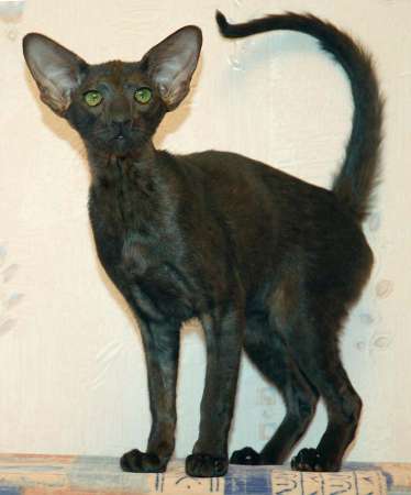 Oriental black female kitten