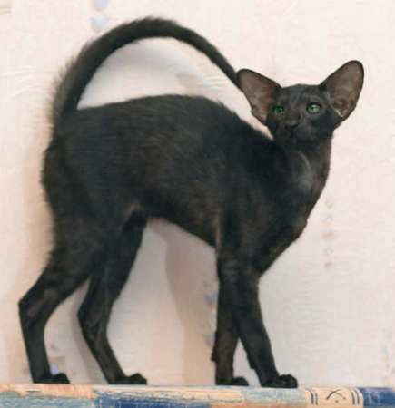 Oriental black female kitten