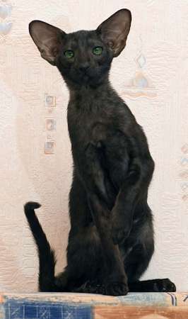 Oriental black female kitten