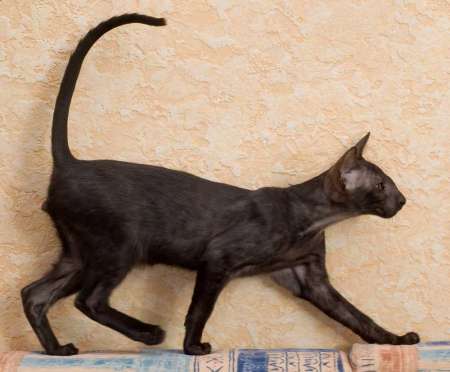 Oriental black male kitten