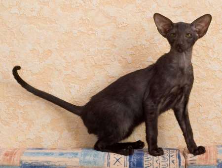 Oriental black male kitten