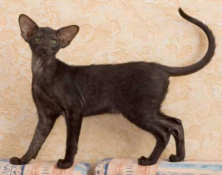 Oriental black female kitten