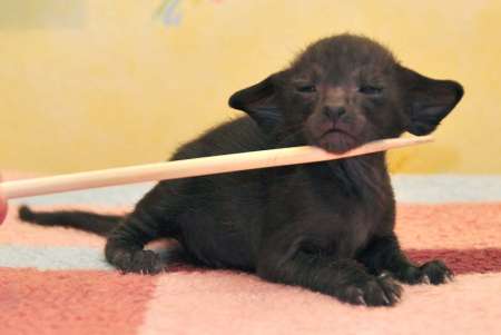 Oriental black male kitten