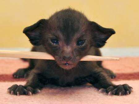 Oriental black male kitten