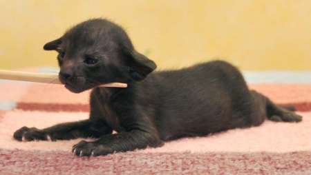 Oriental black male kitten