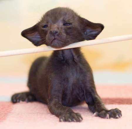 Oriental black male kitten