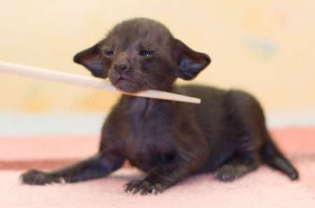 Oriental black male kitten