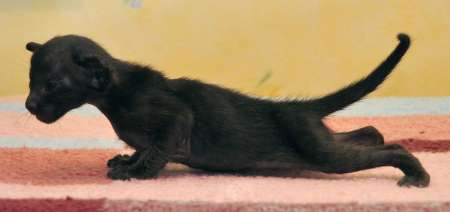 Oriental black female kitten