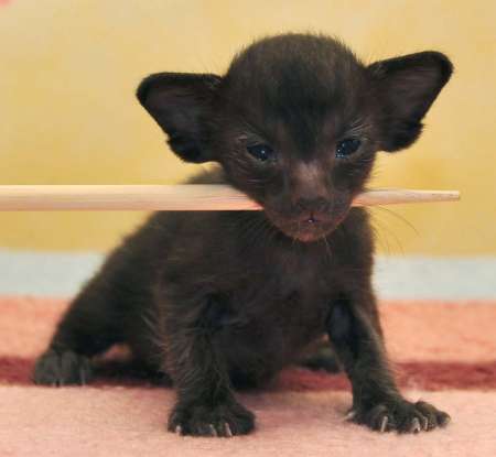 Oriental black female kitten