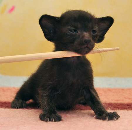 Oriental black female kitten