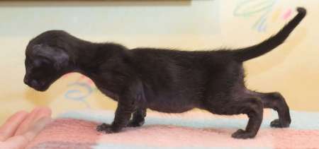 Oriental black female kitten