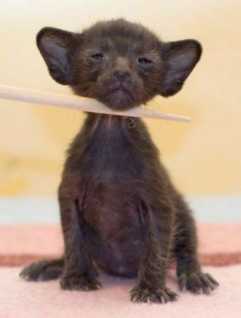 Oriental black female kitten