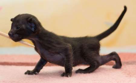 Oriental black female kitten