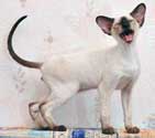 Atilla, siamese male kitten, photos at the 3.5 mon.