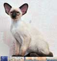 Amadeus, siamese male kitten, photos at the 3 mon.