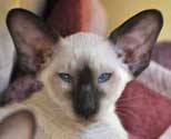 Atilla, siamese male kitten, photos at the 3 mon.