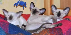 siamese kittens, photos at the 2,5 mon.