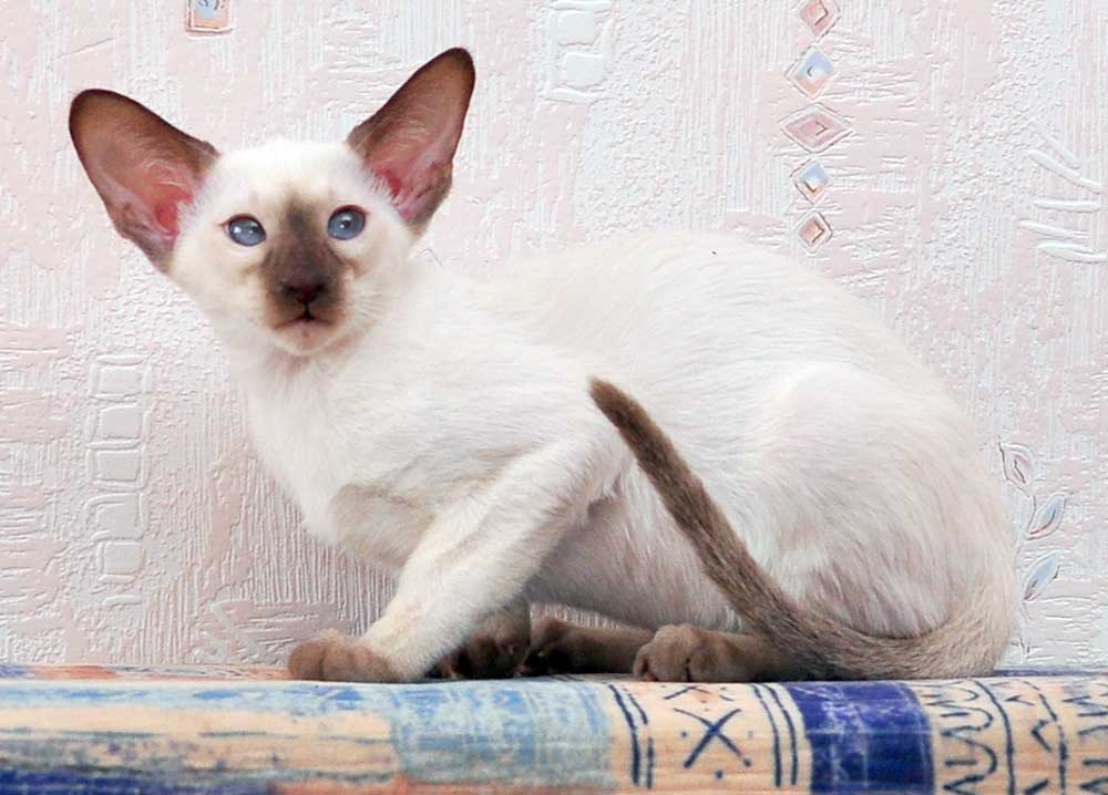 сиамская кошка 3 месяца