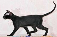 Oriental black kittens, photos at 3 months