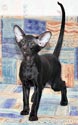 Oriental black kitten, photos at 3 months