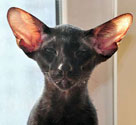 Elliot, ориентальный котенок, окрас черный, возраст 4.5 месяца
