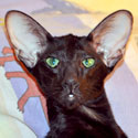 Francesca, oriental black female kitten at the age of 8 months