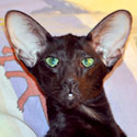 Francesca, oriental black female cat, at the age of 8 months