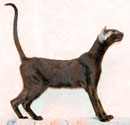 Francesca, oriental black female cat, at the age of 8 months