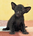 Oriental kittens at the age of 3 weeks