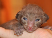 Oriental kittens at the age of 2 weeks