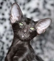 oriental kitten, photos at 2.5 months