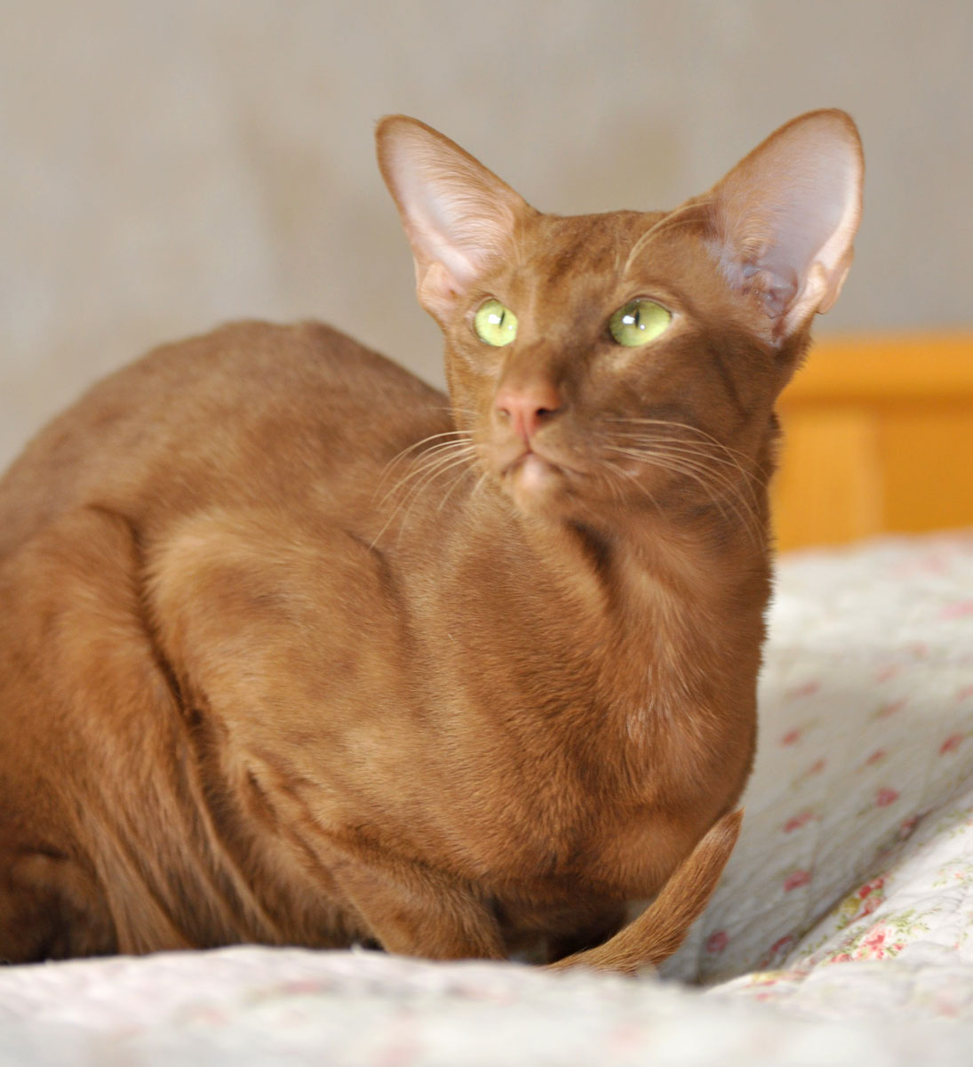 Narciss Irish Catori, ориентальный кот, окрас циннамон, oriental cinnamon  male cat