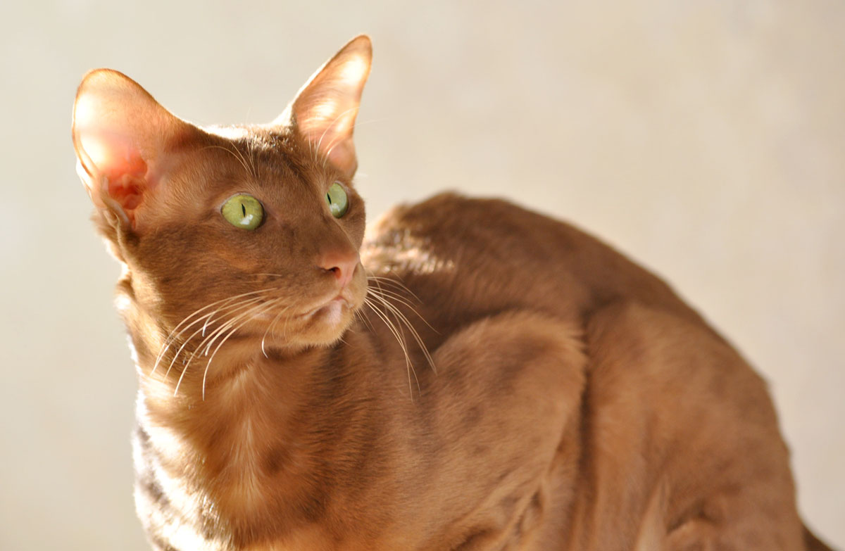 Narciss Irish Catori, ориентальный кот, окрас циннамон, oriental cinnamon  male cat