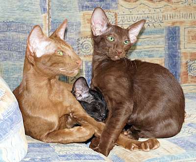 Narciss Irish Catori,  ,  , DSC00919.jpg