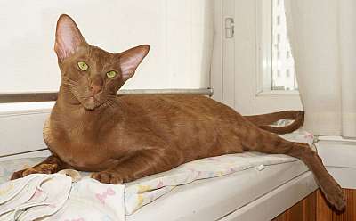 Narciss Irish Catori,  ,  , n20130709_144117.jpg