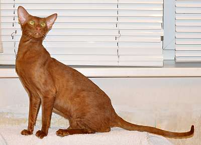 Narciss Irish Catori,  ,  , n20140108_172600.jpg