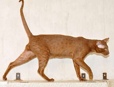 Narciss Irish Catori,  ,  , n20140108_172654.jpg