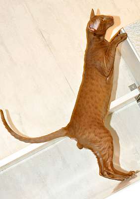 Narciss Irish Catori,  ,  , n20140108_173046.jpg