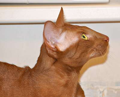 Narciss Irish Catori,  ,  , n20140108_181314.jpg