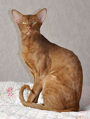 Narciss Irish Catori,  ,  , n20140313_144630.jpg