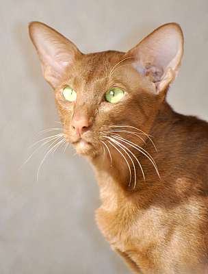 Narciss Irish Catori,  ,  , n20140313_144654_01.jpg