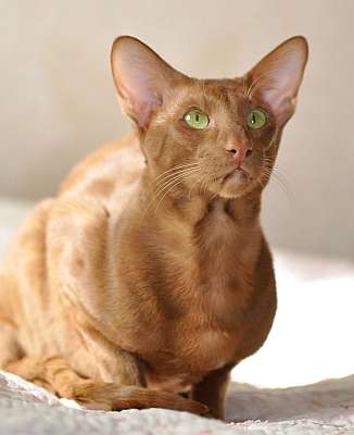 Narciss Irish Catori,  ,  , n20140313_144946.jpg