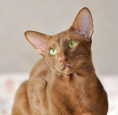 Narciss Irish Catori,  ,  , n20140313_145018.jpg
