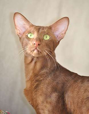 Narciss Irish Catori,  ,  , n20140313_150056.jpg