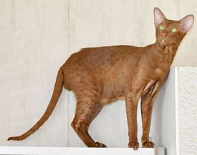 Narciss Irish Catori,  , n20140313_150126.jpg