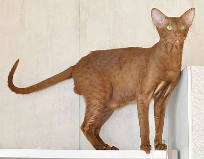 Narciss Irish Catori,  , n20140313_150158.jpg