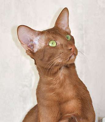Narciss Irish Catori,  ,  , n20140313_150448_1.jpg